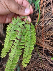 Asplenium monanthes