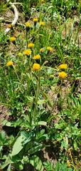 Arnica