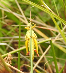Melanoplus bivittatus