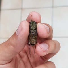 Leptosemia takanonis
