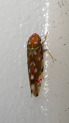 Erythroneura rubra