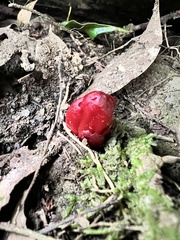 Balanophora laxiflora