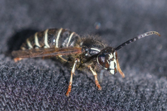 Dolichovespula arctica
