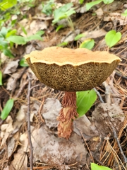 Aureoboletus russellii