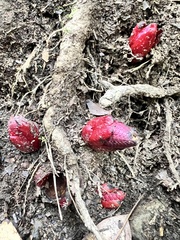 Balanophora laxiflora