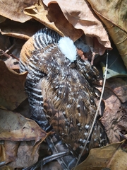 Gallirallus philippensis