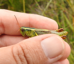 Melanoplus bivittatus