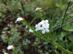 Lithospermum distichum