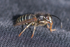 Dolichovespula arctica