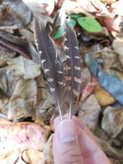 Gallirallus philippensis