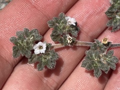 Tiquilia cuspidata
