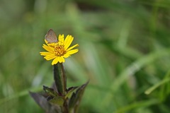 Zizeeria karsandra