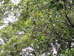 Toxicodendron succedaneum