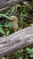 Pterostylis erythroconcha