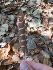 Gallirallus philippensis