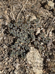 Euphorbia micromera