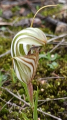 Pterostylis erythroconcha