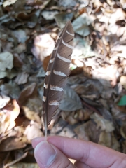 Gallirallus philippensis