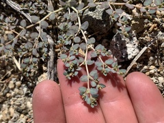 Euphorbia micromera
