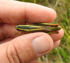 Melanoplus bivittatus