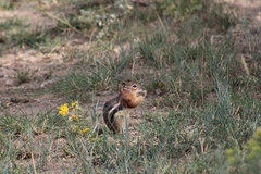 Callospermophilus lateralis lateralis