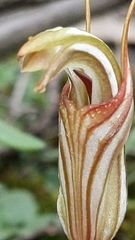 Pterostylis erythroconcha