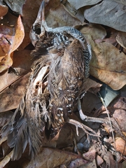 Gallirallus philippensis