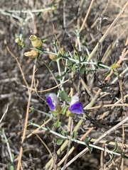 Scutellaria mexicana