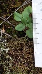 Pterostylis erythroconcha