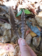 Gallirallus philippensis