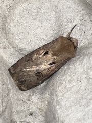 Agrotis exclamationis