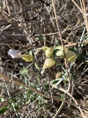 Scutellaria mexicana