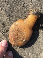 Aplidium