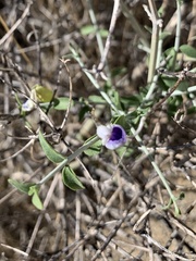 Scutellaria mexicana