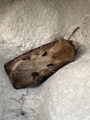 Agrotis exclamationis