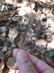 Gallirallus philippensis