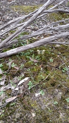 Pterostylis erythroconcha