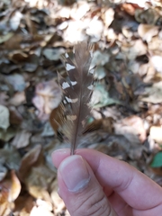 Gallirallus philippensis