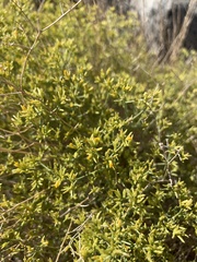 Gutierrezia microcephala