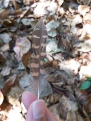 Gallirallus philippensis