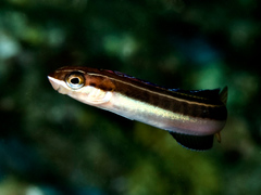 Plagiotremus goslinei