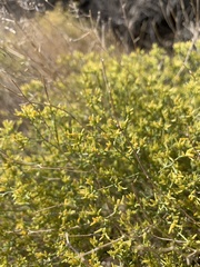 Gutierrezia microcephala
