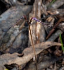 Acianthus caudatus