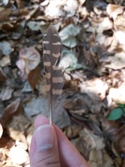 Gallirallus philippensis