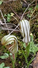 Pterostylis erythroconcha