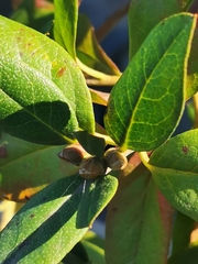 Rhododendron ledebourii