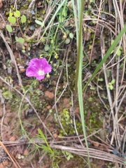 Ipomoea capillacea