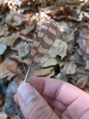 Gallirallus philippensis