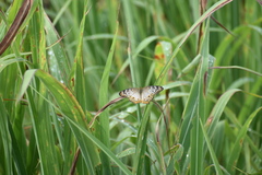 Anartia jatrophae