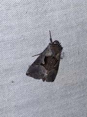 Autographa ampla